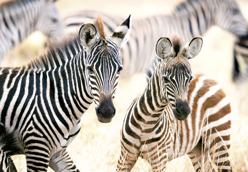 KIDEK pussel - Young Zebras, 1000-bitar