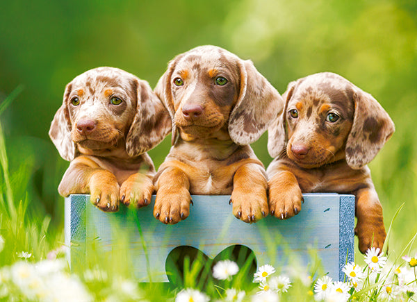 KIDEK pussel - Cute Dachshunds, 100-bitar