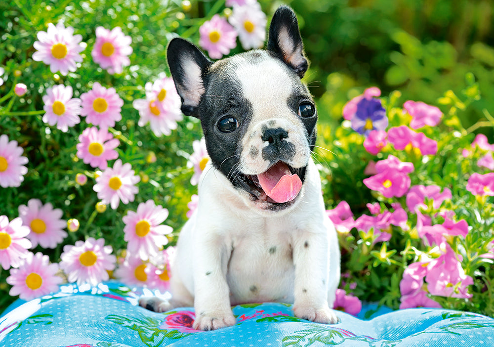 KIDEK pussel - French Bulldog Puppy, 500-bitar