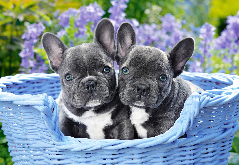 KIDEK pussel - French Bulldog Puppies, 1000-bitar