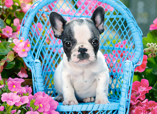 KIDEK pussel - French Bulldog Puppy, 100-bitar