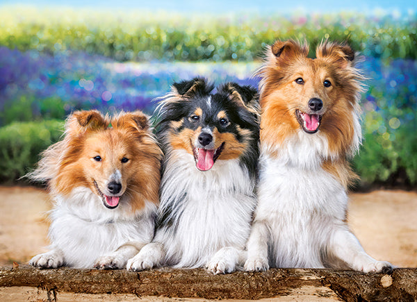 KIDEK pussel - Shelties in the Lavender Garden, 200-bitar