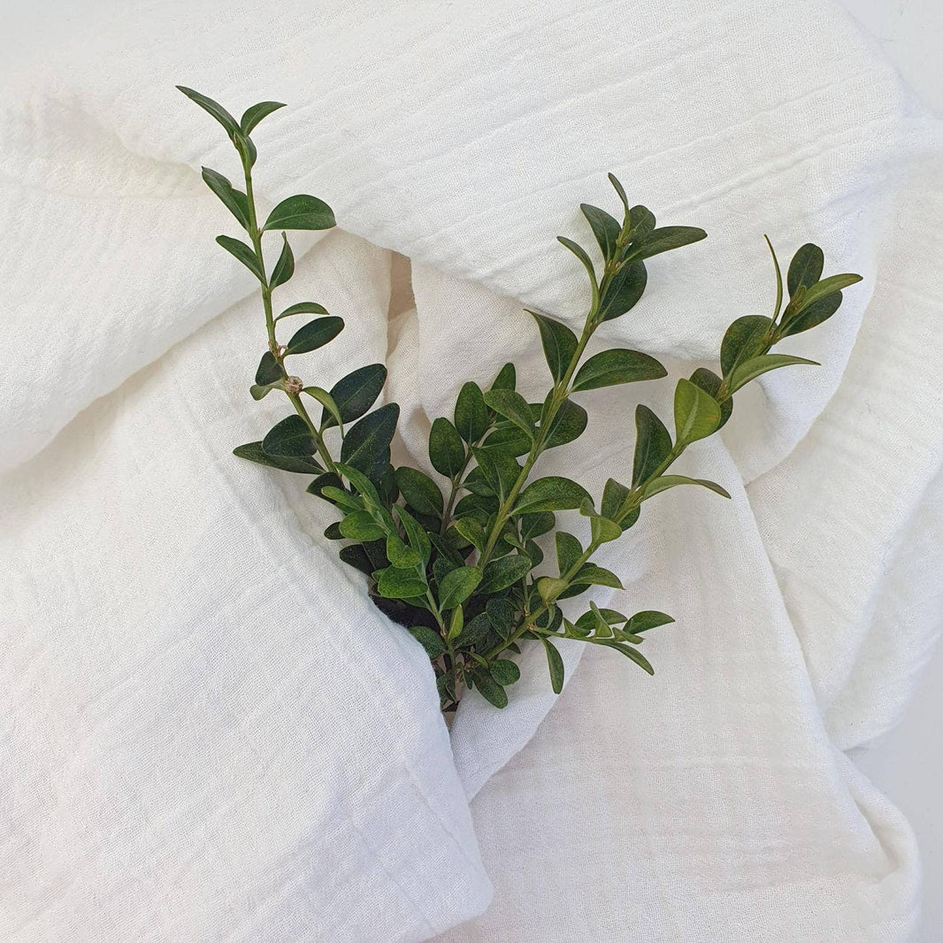 Summerville Ekologisk Babyfilt Muslin