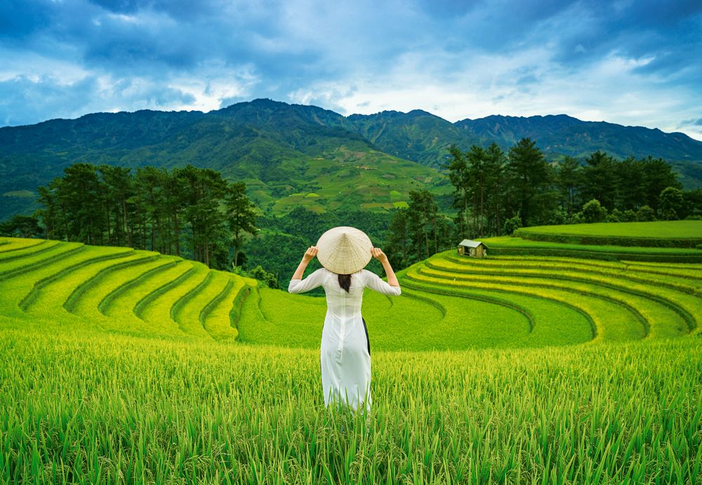 KIDEK pussel - Rice Fields in Vietnam, 1000-bitar