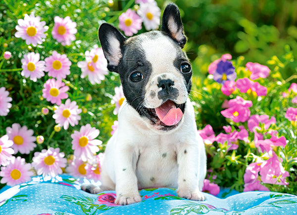 French Bulldog Puppy, 70-bitarspussel