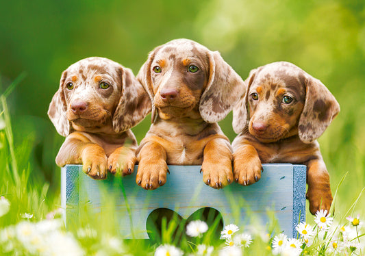 Cute Dachshunds, 500-bitarspussel