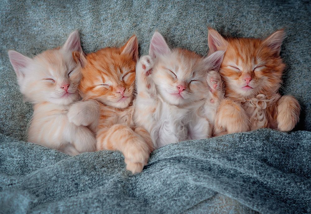 KIDEK pussel - The Sweetest Kittens, 1000-bitar