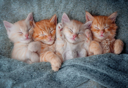 The Sweetest Kittens, 1000-bitarspussel