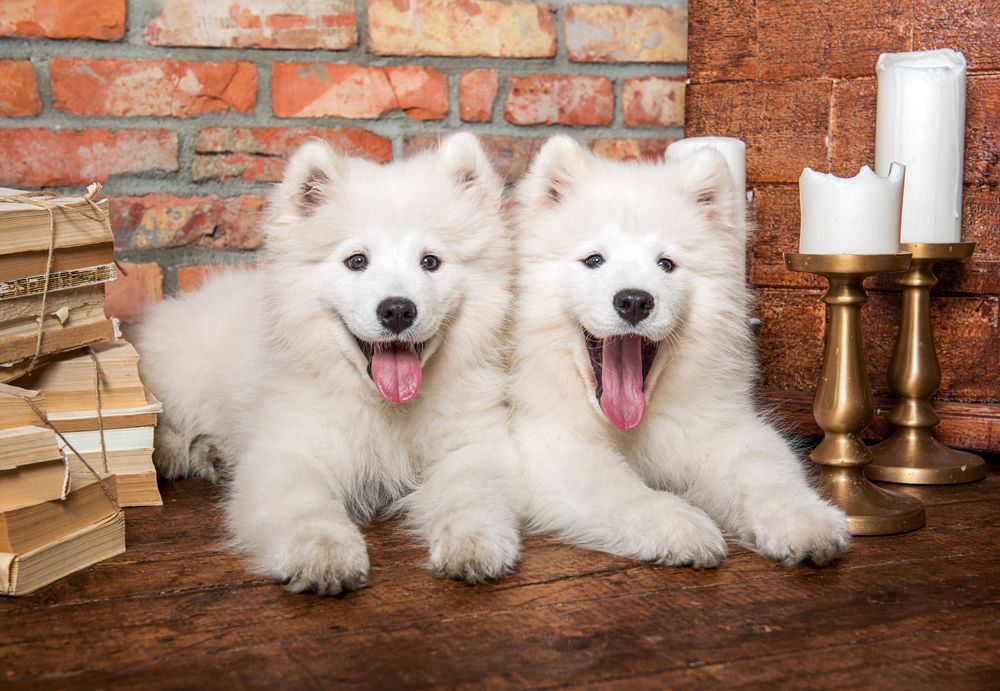 KIDEK pussel - Samoyed Puppies Say Hello, 1000-bitar