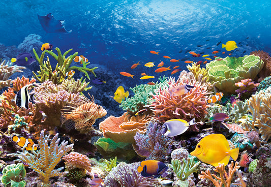 Coral Reef Fishes, 1000-bitarspussel