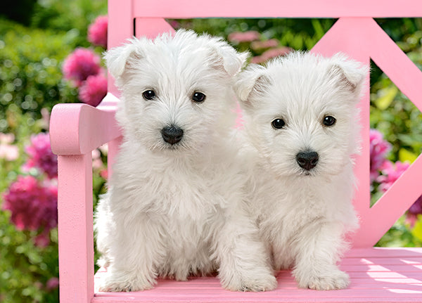 KIDEK pussel - White Terrier Puppies, 120-bitar