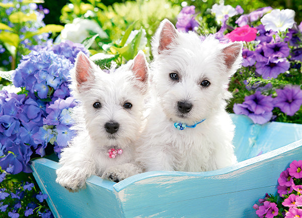 KIDEK pussel - Westie Puppies, 200-bitar
