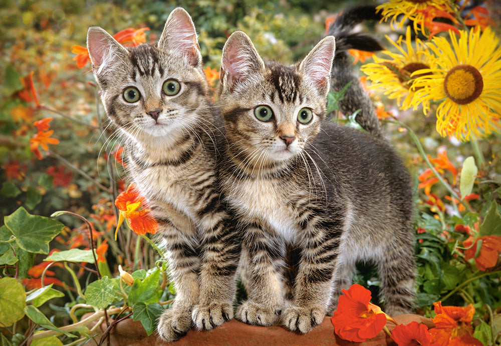 KIDEK pussel - Kitten Buddies, 1500-bitar