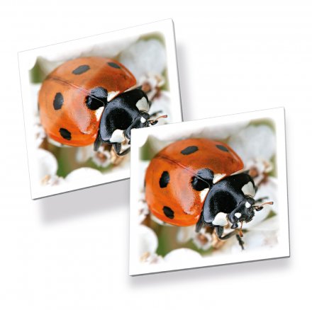 Tactic Memo Insekter