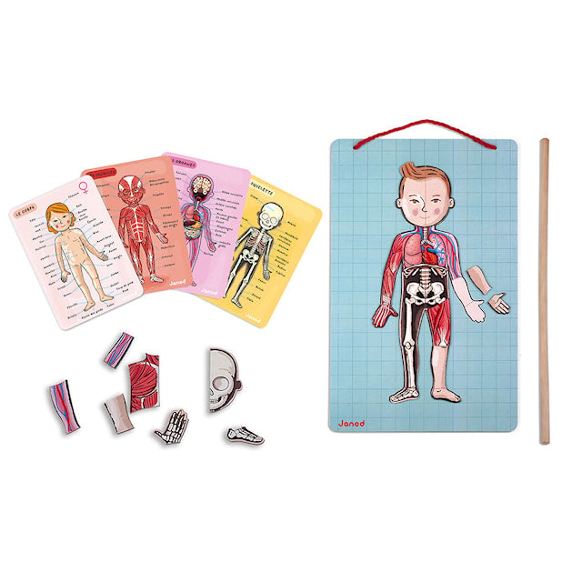 Janod - Magnet Lära om Kroppen